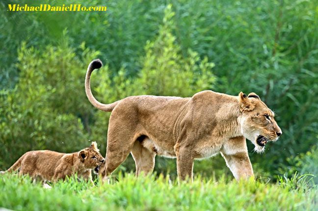 african lion cub biting mom in Masai Mara, Kenya