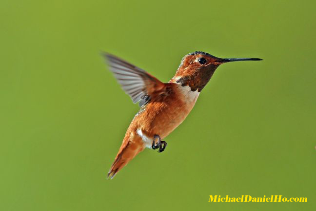allen's hummingbird photo