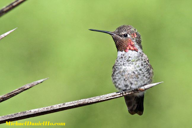 anna's hummingbird photo