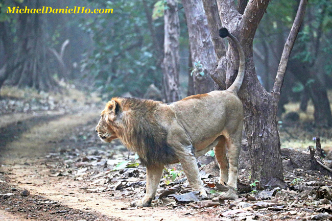 Asiatic lion marking a tree in Gir Forest, India