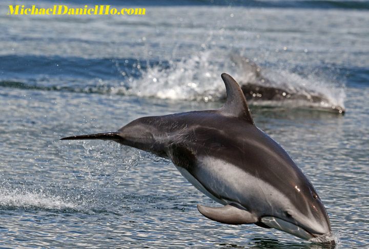 pacific white-sided dolphins