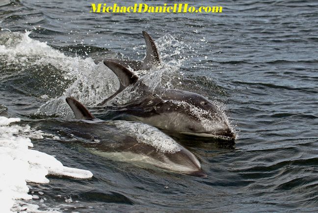 pacific white-sided dolphin swimming