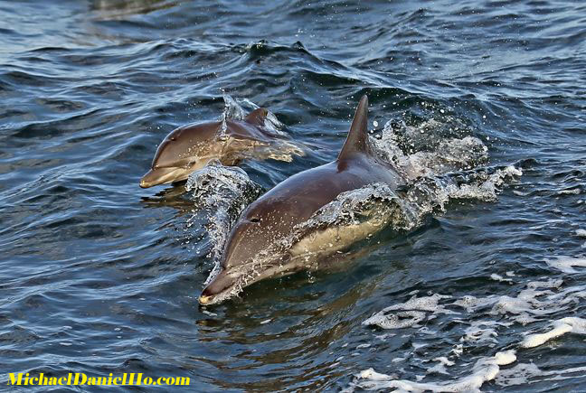 photo of common dolphins