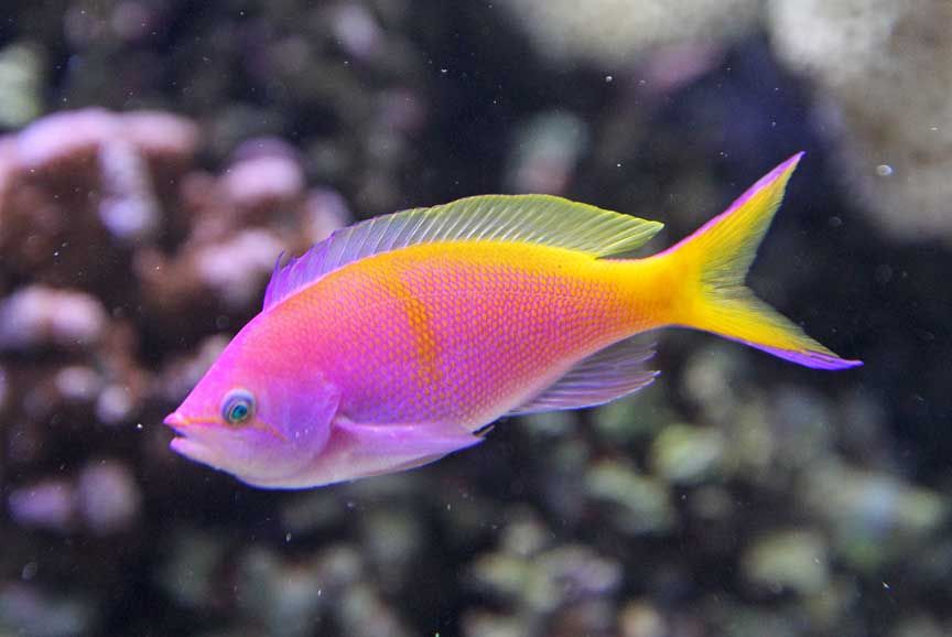 picture of tropical fish