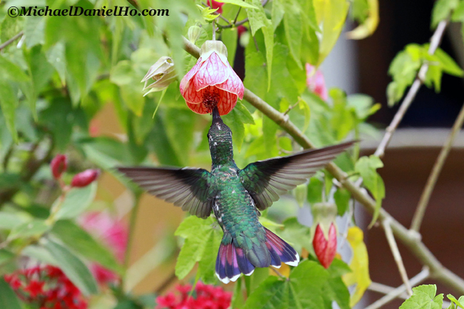 green breasted mango hummingbird in Costa Rica