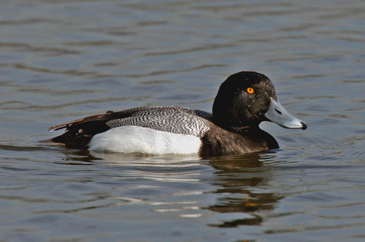 photo og greater scaup