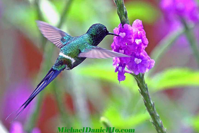 green thorntail hummingbird photo