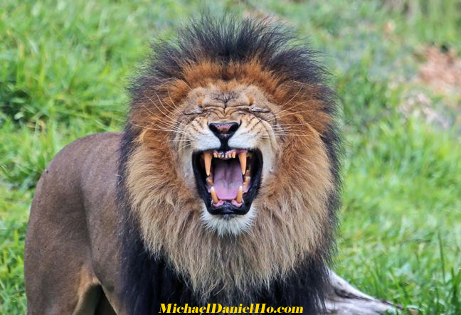 african lion photos