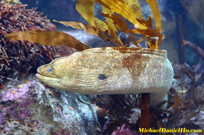 photo of moray eel