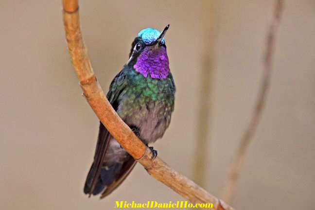 purple thorated mountain gem hummingbird in Costa Rica photo