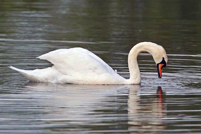 photo of mute swan