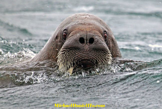 photo of walrus