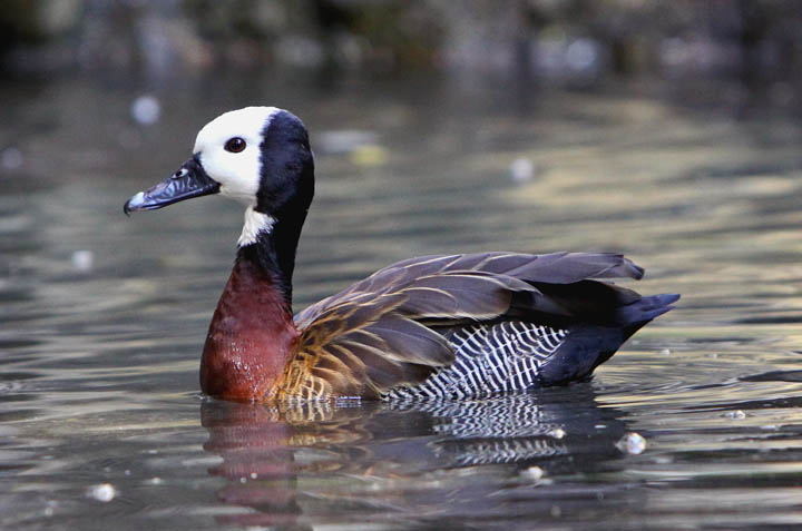 photo of white faced duck