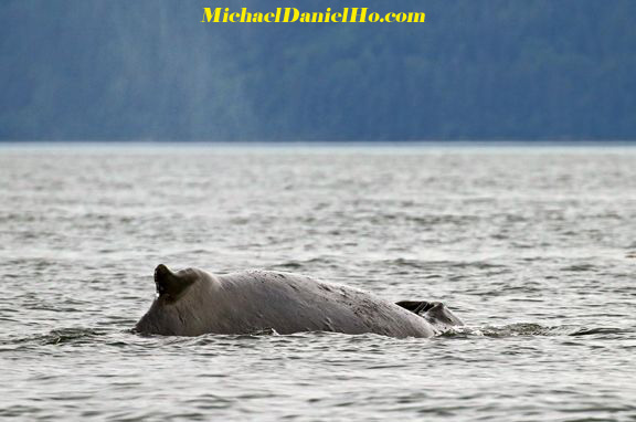 humpback whale surfacing to breath in Alaska