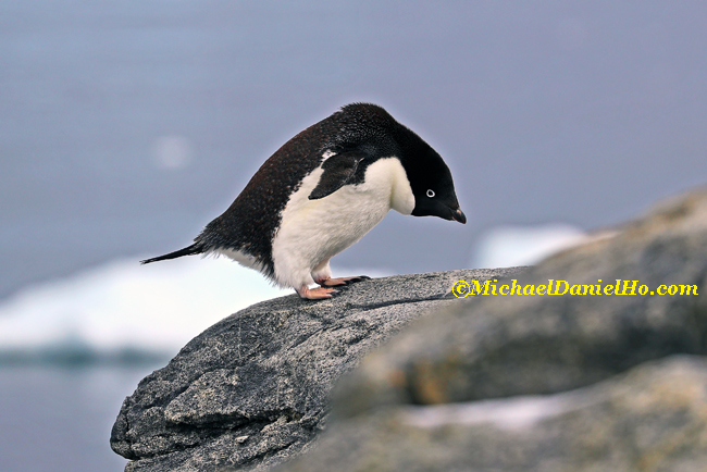 adelie Penguin standing on a rock
