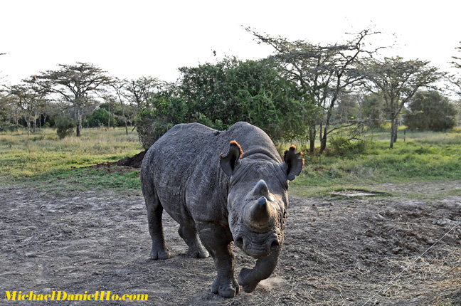 photo of black rhino