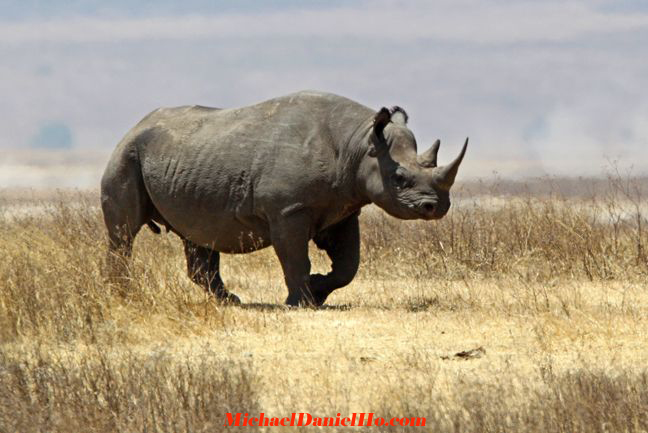 black rhino photos