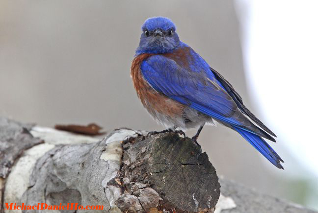 photo of bluebird