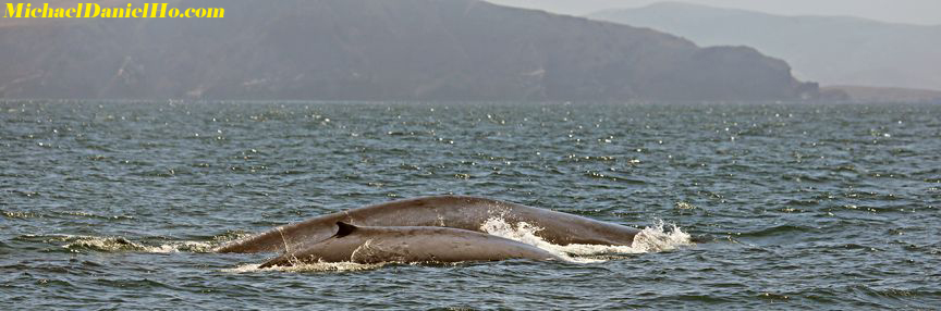 photo of Blue whale with calf
