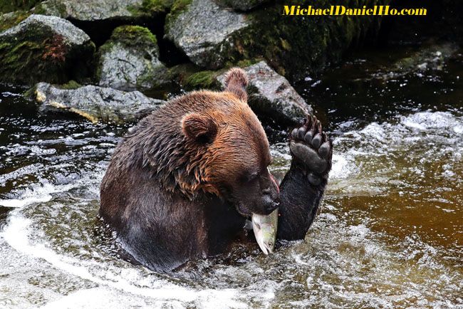 photo of Brown bear with salmon in Alaska