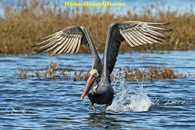 photo of Brown Pelican taking off in the water
