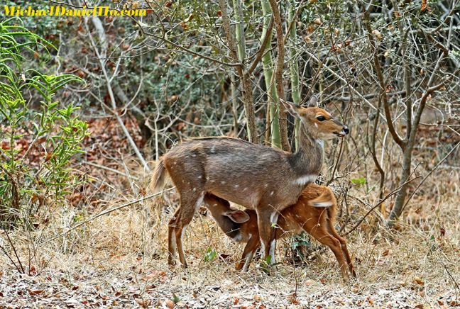 photo of BushBuck mom and young in Africa