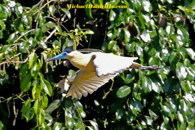 photo of Capped Heron flying in Amazonian jungle