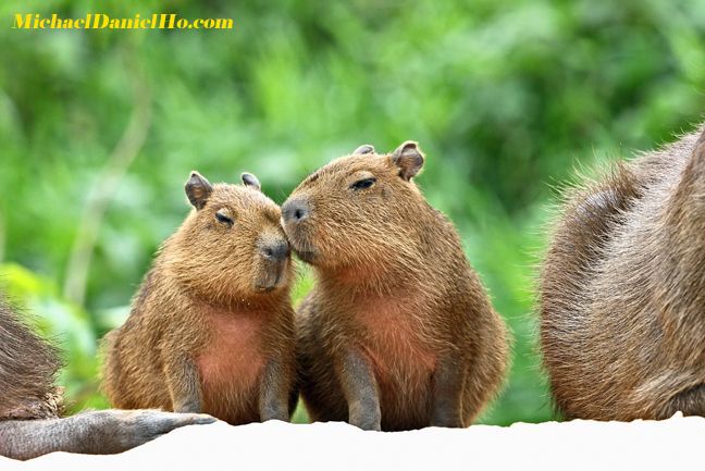 photo of capybara pups