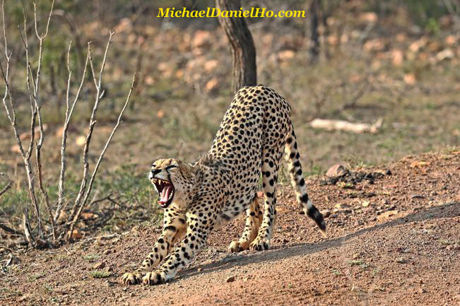Cheetah stretching in south africa