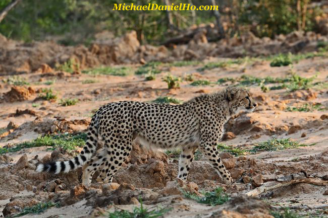 Cheetah cub in south africa