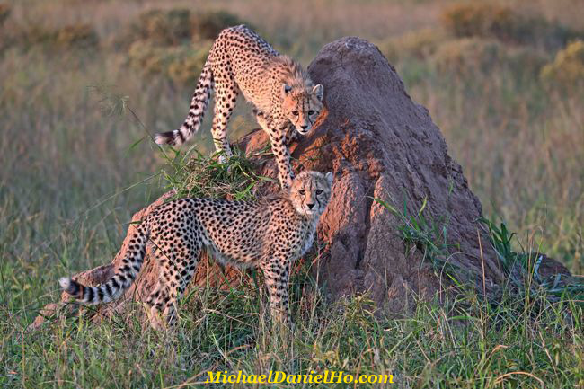 Cheetah cubs on termite mound, South Africa
