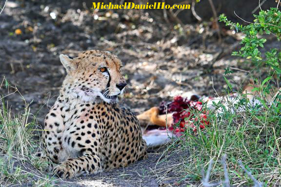 photo of cheetah