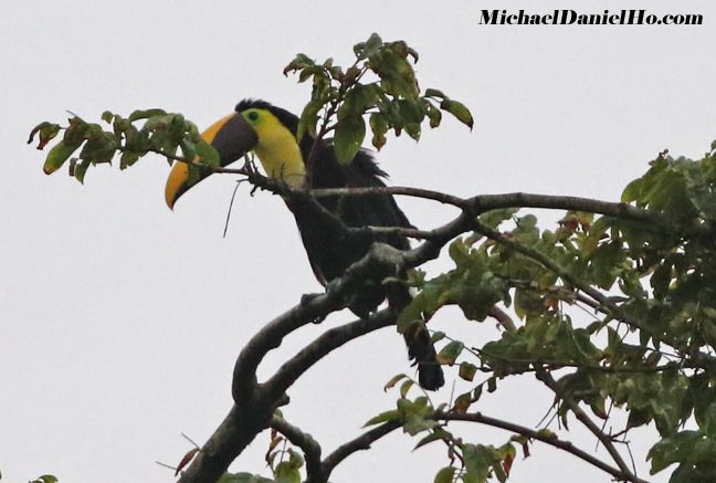 photo of chestnut-mandibled toucan in tree