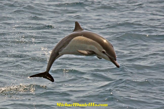 photo safari of leaping dolphin