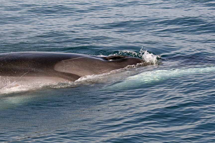 Fin whale picture