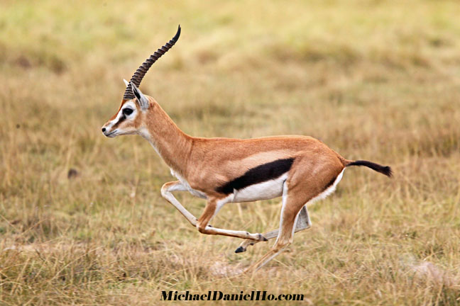 photo of oryx in east africa