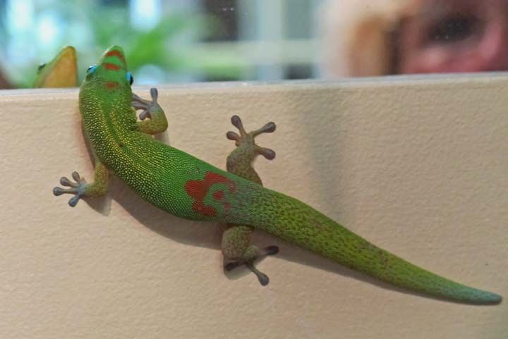 photo of gecko