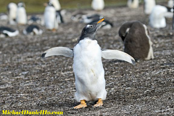 photo of Gentoo Penguin chick