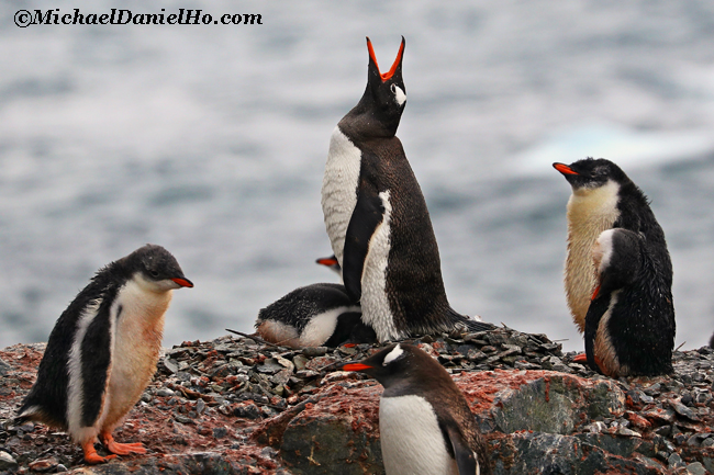 gentoo Penguin mom with chick braying