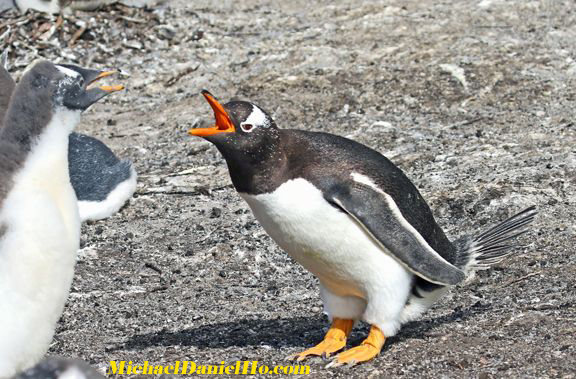 photo of Gentoo Penguin
