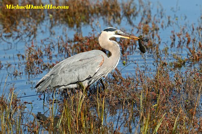 photo of great blue heron with fish in mouth
