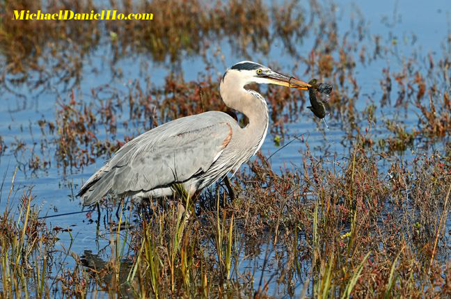 photo of Great Blue Heron with fish in beak