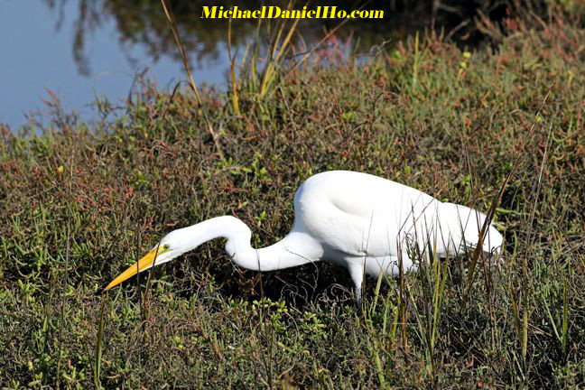 photo of great egret hunting