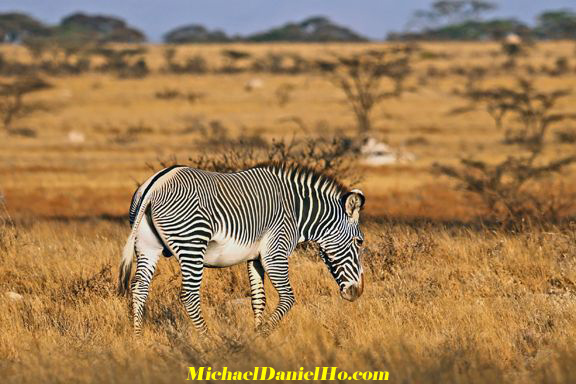 photo of Grevi zebra in Africa
