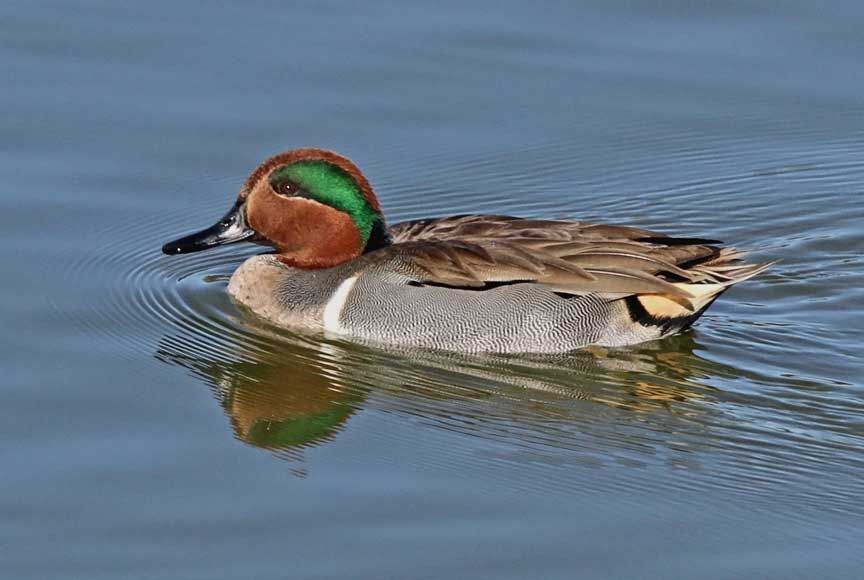 photo of green winged teal