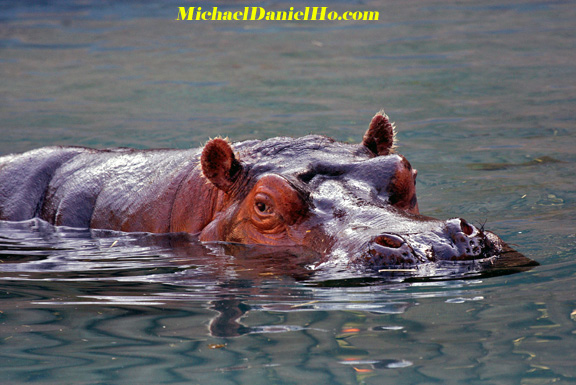 photo of hippos