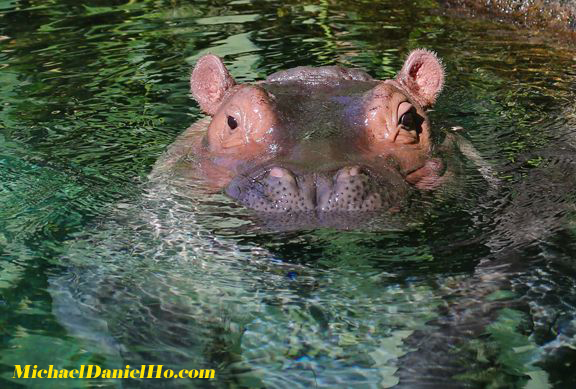 photo of hippo