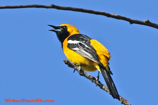 photo of hooded oriole