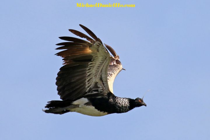 photo of Horned Screamer flying in the Amazon basin