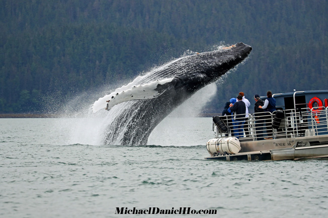 photo of breaching Humpback whale in Alaska